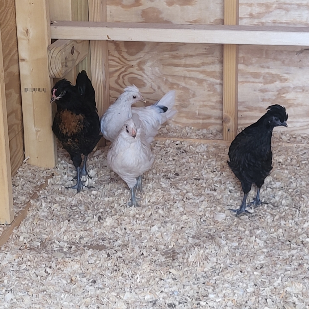 @aspfleegor Orchid & Vine Live Shows! https://posh.mk/p4xqkonnY5b - Picture 8 of 16